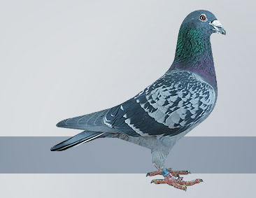 These pigeons won several champion