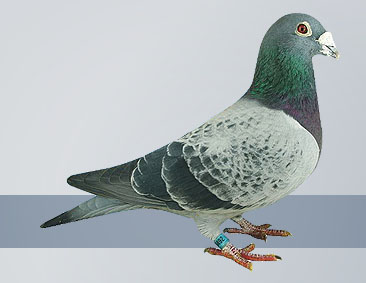 extreme long distance yearlings racing pigeon champion
