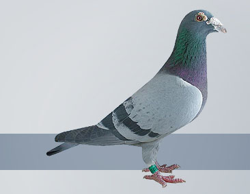 homer pigeon racing