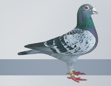 young racing homer pigeon