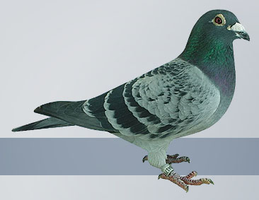 blue check racing pigeon cock