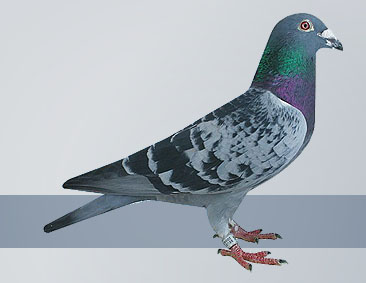 best pigeon breeder