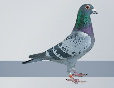 checker racing pigeon homer