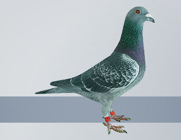 check hen best short distance pigeon