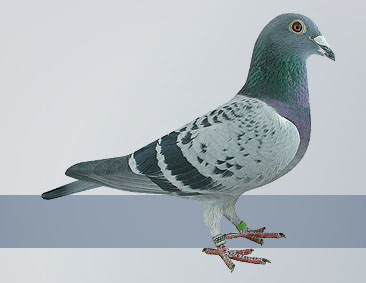 check hen champion pigeon of show overall