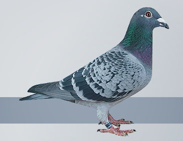 check hen flying pigeon in the International race