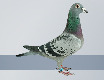 check hen the best pigeon in the Limones Federation