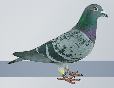 check hen the top 20 federation overall champion pigeon