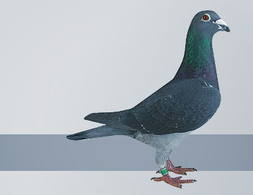 dark check pigeon champion