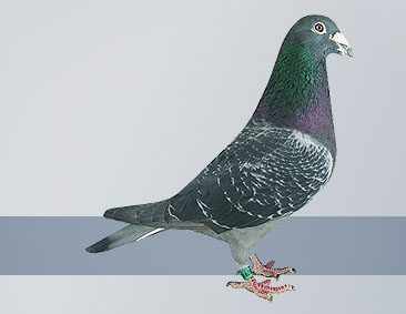 dark check ace pigeon
