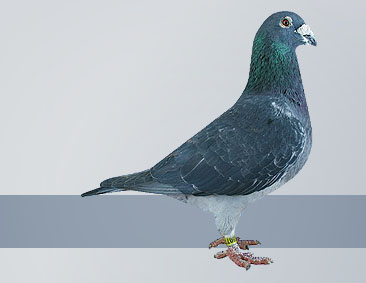 dark check pied pigeon champion