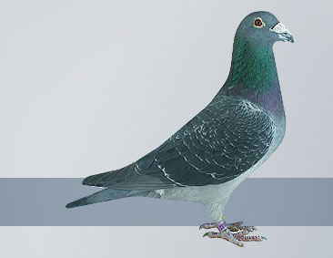 dark check pigeon champion
