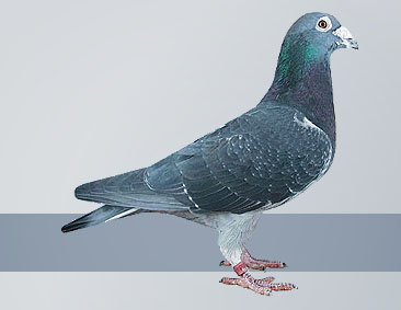 dark check pigeon breeder
