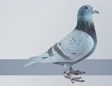 nice mealy cock Champions in pigeon racing