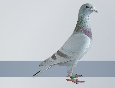 mealy cock excellent racing and breeding pigeon
