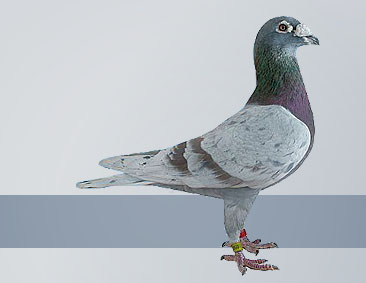 best mealy cock Ace Pigeon Sprint KBDB