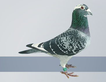 Blue pied cock top 50 federation overall champion pigeons