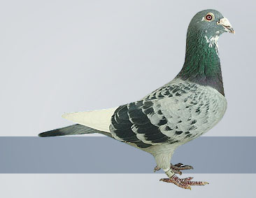Pied Blue Bar from top performance based pigeons