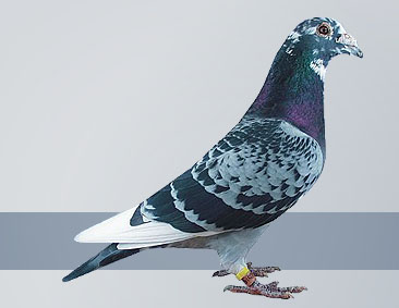 Blue pied cock best long distance pigeon of all time