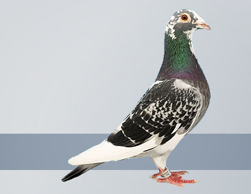 Blue pied cock best Belgian long-distance pigeon