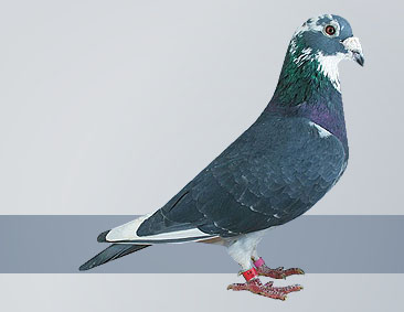 Blue pied cock a champion pigeon racing loft here