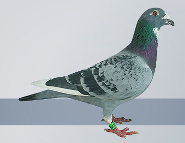 Blue pied cock racing pigeon from the best bloodlines in the world