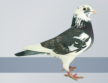 Blue pied cock of the champion racing pigeon