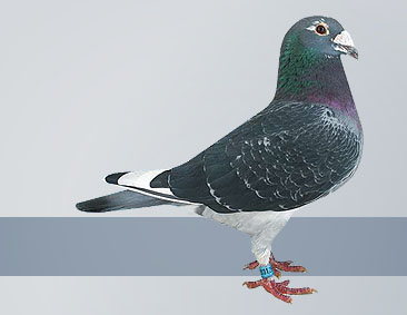 Blue pied cock the world's best pigeon racer