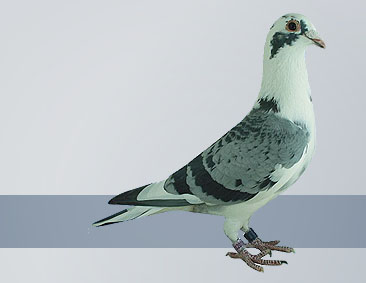 Blue pied cock world champion racer