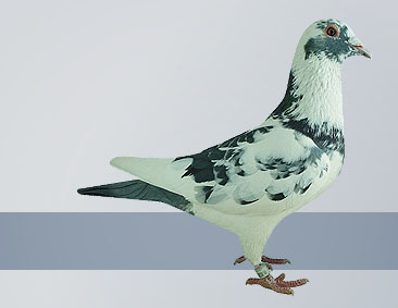Blue pied cock the top racing pigeon
