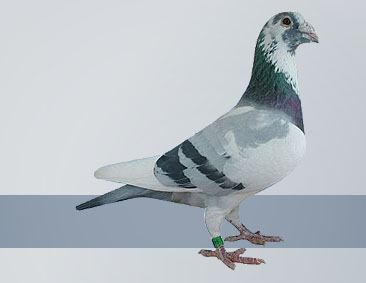 Blue pied cock the world's most expensive racing pigeon