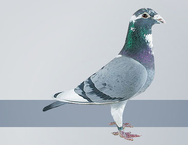 Blue pied cock Real pigeon champions