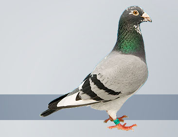 Blue pied cock A champion racing pigeon called Armando