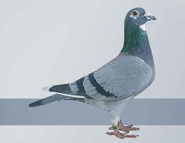 blue pied hen absolute highest quality of Racing Pigeon