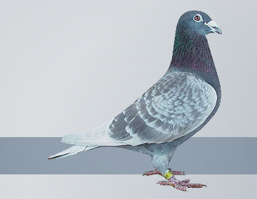 Truly champion long distance pigeon red cock