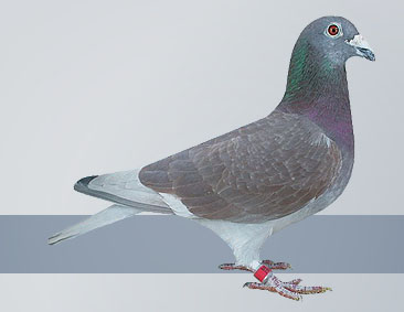 1st general champion cock pigeon red cock