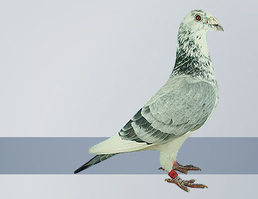 silver cock halfbrother of the 1st national ace pigeon