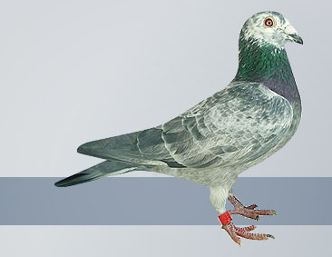 silver cock 1st National Ace Pigeon Middle