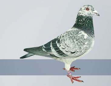 silver cock Long Distance Ace Pigeon