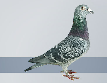 silver cock produced pigeons to win over 50 x 1sts