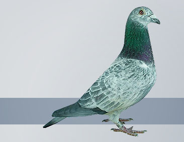 silver cock 1 Ace Pigeon awards of all America