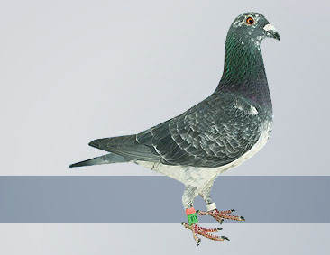 silver cock great grandsire to Ace pigeons