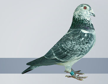 silver cock One-Day Loft Ace Pigeon