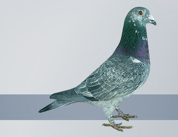 silver cock  champion national ace pigeons