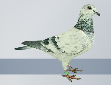 dark silver hen the best middle distance racing pigeon