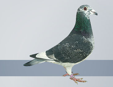 grizzle hen racing pigeons are bred for their winning linage