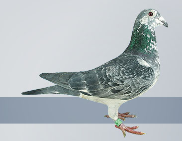 this silver hen is from Silver Shadow family