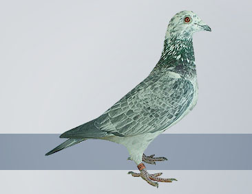light silver hen is true champions on the short distance pigeon