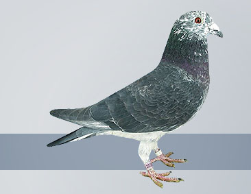 silver shadow hen is excellent racing and breeding pigeon