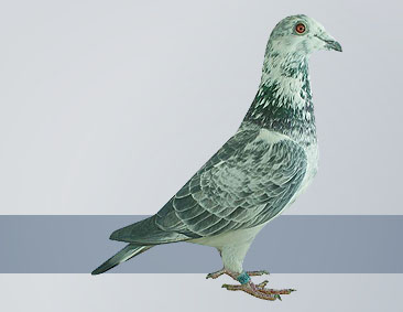 this young siver hen is from the bet lines of championship European racing pigeons